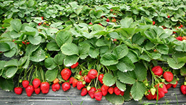 種植中臭氧水代替農(nóng)藥殺滅病蟲(chóng)